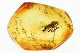 Detailed Fossil Predatory Snipe Fly (Symphoromyia) In Baltic Amber #307884-1